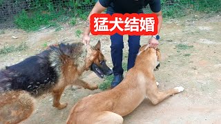 高狼犬相亲德牧，彩礼钱花了200，两只猛犬能顺利完婚吗