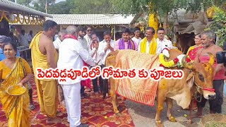 . పెదవడ్లపూడిలో గోమాత కు పూజలు