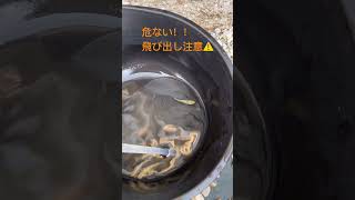 飛び出し注意⚠️ #メダカ　#aquarium #アクアリウム　#飛び出し　#ポケモン　#コイキング　#撮影