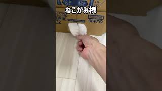 500円玉を取る時のねこがみ様の尊すぎるおててがこちら【#Shorts】