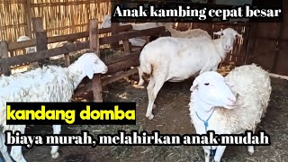 Kandang Semi Umbaran Kambing dan Domba Cocok untuk Breeding