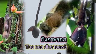 Hunting shooting squirrels eating bananas ล่าสัตว์ ยิงกระรอก กินกล้วย. Tua nas dhe tsawb