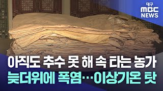 아직도 추수 못 해 속 타는 농가, 늦더위에 폭염···이상기온 탓 | 대구MBC뉴스