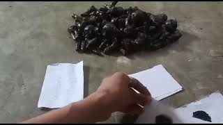 original Kali haldi📲9975408003 {असली काली हल्दी} original black turmeric