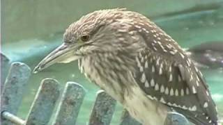 アオサギとゴイサギの幼鳥 Grey Heron and Young Night Heron