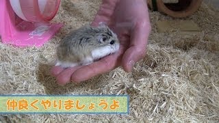 ロボロフスキーハムスターと仲良くなろう！その4 Roborovski hamster blog14