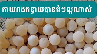 កាយពងបានធំៗល្អណាស់