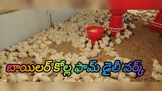 బాయిలర్ కోల్ల ఫామ్ డైలీ వర్క్. Bailer kolla farm daily work