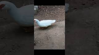 ഗ്ലൂക്കോസ് വെള്ളം മതി #funny #comedy#shortsvideo #duck