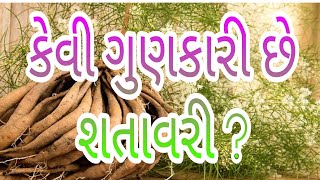 કેવી ગુણકારી છે શતાવરી ? ||kevi gunkari che shatavari?