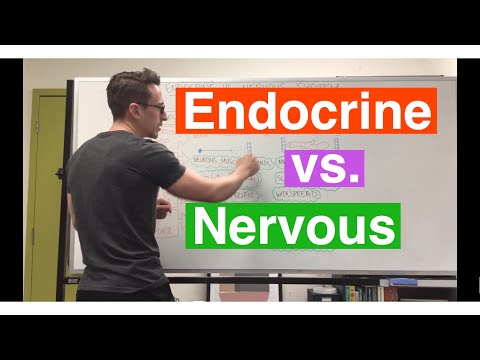 What is the difference between nervous and hormonal control?