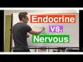 Endocrine system vs Nervous system