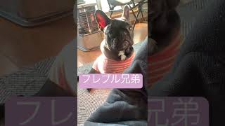 【フレブル兄弟】ストーブとわんこ #フレンチブルドッグ #frenchbulldog #フレブル #japan #earth #usa #japanesestyle