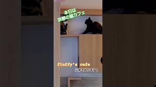 京都の猫カフェ fully's cafeに来たよ！