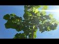 paulownia tomentosa anul 3 de crestere 2016 video 67 14.08.2016 hd