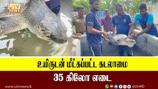 உயிருடன் மீட்கப்பட்ட கடலாமை : 35 கிலோ எடை