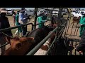 Vaccination underway on Foot-and-Mouth Disease - Steenhuisen 