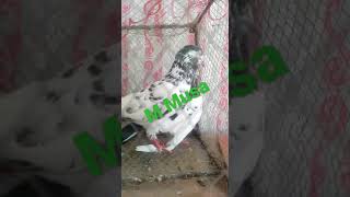 M Musa Bilal shok Karen G taddy Kanto waly original breed 28 05 2022 subscribe my channel