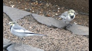 勅使池の幸せそうなハクセキレイ達　/ White Wagtails look like happy by the Chokushi Pond