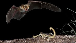 Scorpion vs Bat!