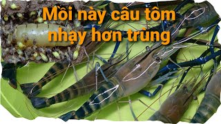 Câu tôm càng #5. Mồi này câu tôm nhạy hơn cả trùng biển