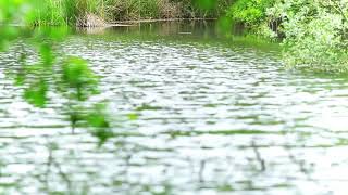 Ataturk Urban Forest, The Courage to Grow a Greener Future-Atatürk Kent Ormanı