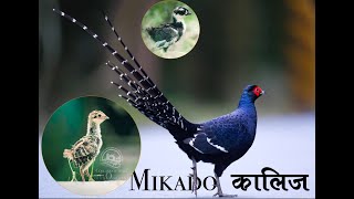 Raising Pheasants For egg Production /Mikado Pheasant/Japanese Green Pheasant /Ring-Necked Pheasant