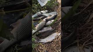 Fishing ##happyfishingfoursvlog #youtubeshorts