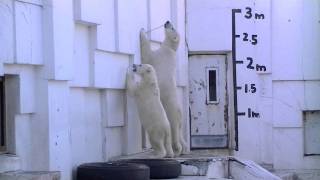 アイラもキャッチ！ヤナギの枝~Polar Bear　caught the branch