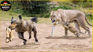 Hyena Attacks Lion Cub And What Happens Next In Animal World?