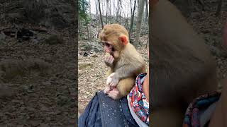 Monks Eating Orange #foryou #monkey #trending #funny #mankey #cute #monky #animals #monkyes #india