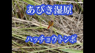 2022/5/26 あびき湿原のハッチョウトンボ