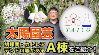 【太陽園芸 Vol.4】今回は胡蝶蘭、カトレアやデンドロビウムを管理しているA棟をご紹介いたします！