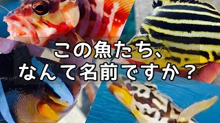 リュックに収まるつりざおで水温が高い堤防から釣りをしたら普段見ない魚が連発しました【ズームサファリ464L】