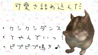 【デグー】ゆきむらのダンスと、てやんでい！