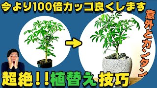 【観葉植物】超絶植替え技巧 シェフレラの魅力的な植替え