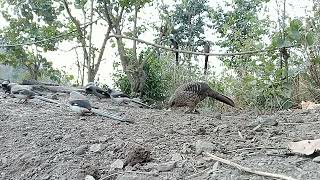 kalij pheasant male and female ,grey treepie,plum-headed parakeet male . female