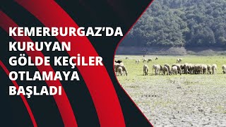 Kemerburgaz Kent Ormanı'ndaki göl kurudu! Keçiler otlamaya başladı