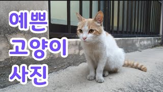 예쁜 고양이 사진, 귀여운 고양이 사진, 귀여운 고양이 영상, 길고양이 사진, Cute kitty, Lovely cat, 힐링영상 고양이