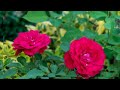 നാടൻ റോസ് നിറയെ പൂക്കൾ ഉണ്ടാവാൻ rose plant care shalus world shalu mon