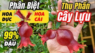 Hướng dẫn cách thụ phấn cho cây Lựu Đỏ Ấn Độ đậu trái | Cách phân biệt hoa đực và hoa cái cây lựu