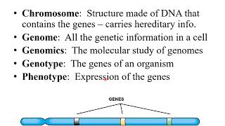 Chapter 8 Microbial Genetics Part 1