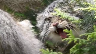 [Pallas’s cat] [manul]  [Манул]  ボルくんはなぜポリーちゃんに襲われたのか