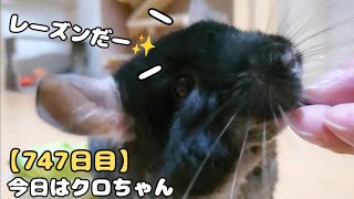 【747日目】今日はクロちゃん【孤独な飼い主のペットとの生活】