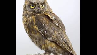 Otus Scops (Scops Owl) 1. Territorial whistling of male