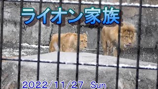 11月27日のライオン家族（音楽あり）【旭山動物園】