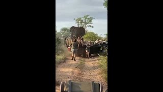 elephants attacked to tourists in africa #attack #wildlife #africa