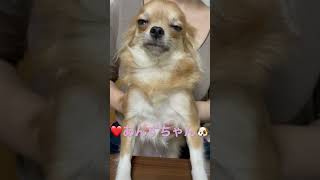 チワワ♀のあんずちゃん🐶❤️💕w#shorts #チワワ #犬