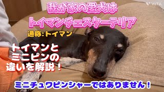 トイマンチェスターテリア(トイマン)とミニチュワピンシャー(ミニピン)との違いを解説！　~間違わないで〜~