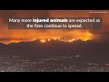 help injured u0026 displaced animals in california wildfires now